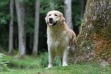 GOLDEN RETRIEVER 374